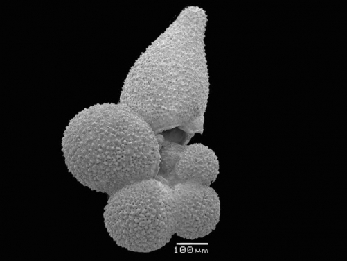 Image 2: Scanning electron microscopy image of a planktonic foraminifera species,  Globigerinella adamsi. Photo credit: Briony Mamo.